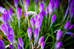 Krokusy w porannej rosie